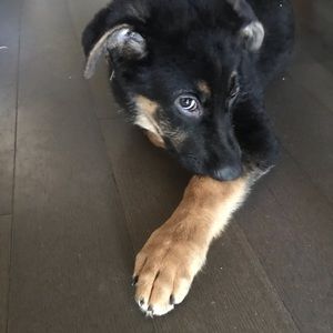 Meet your Posher, Alicia